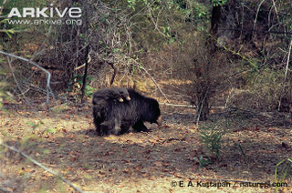 Illustration for article titled Thursidae - Melursus ursinus Edition